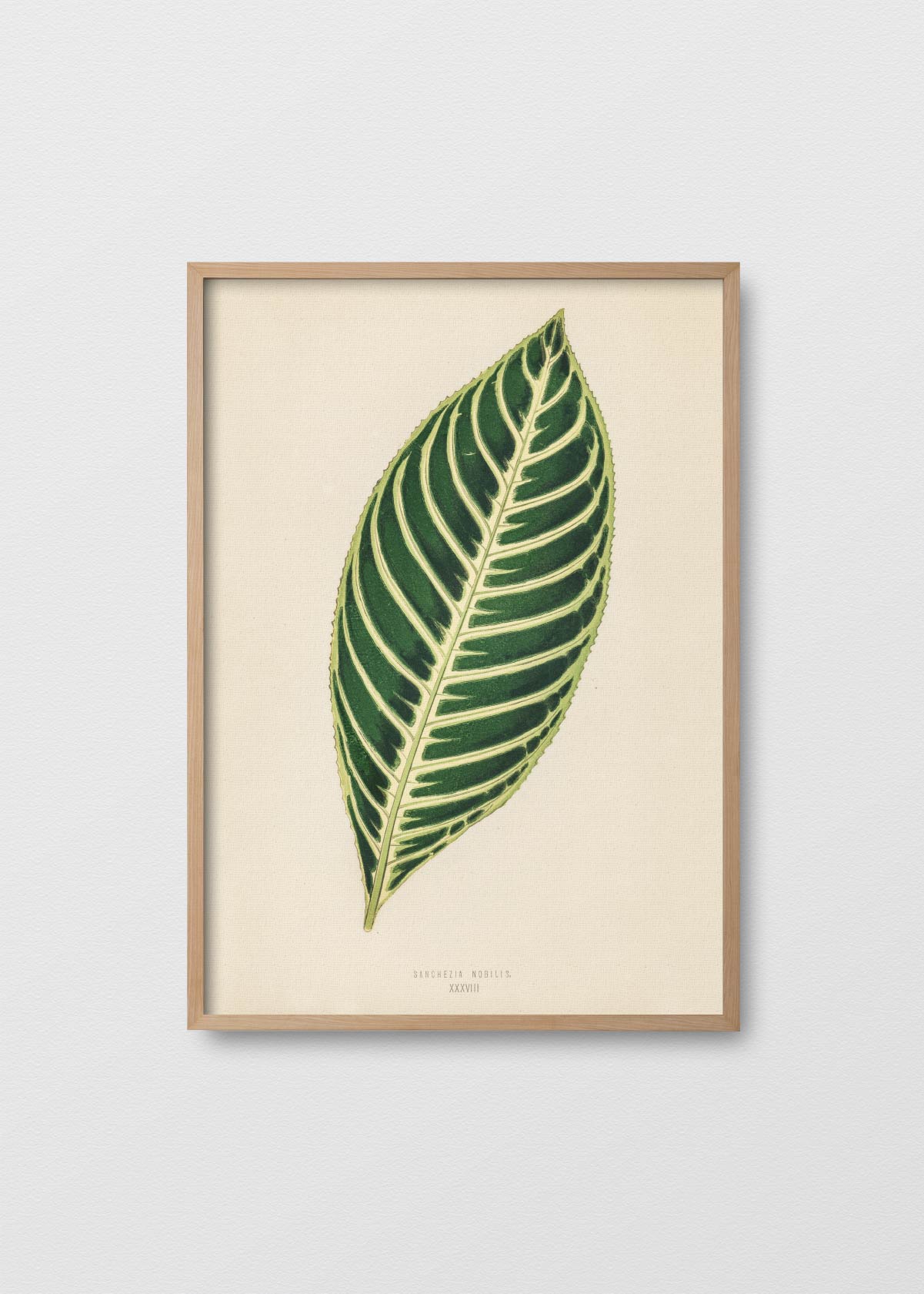 Tiger Plant - Testimoniaprints