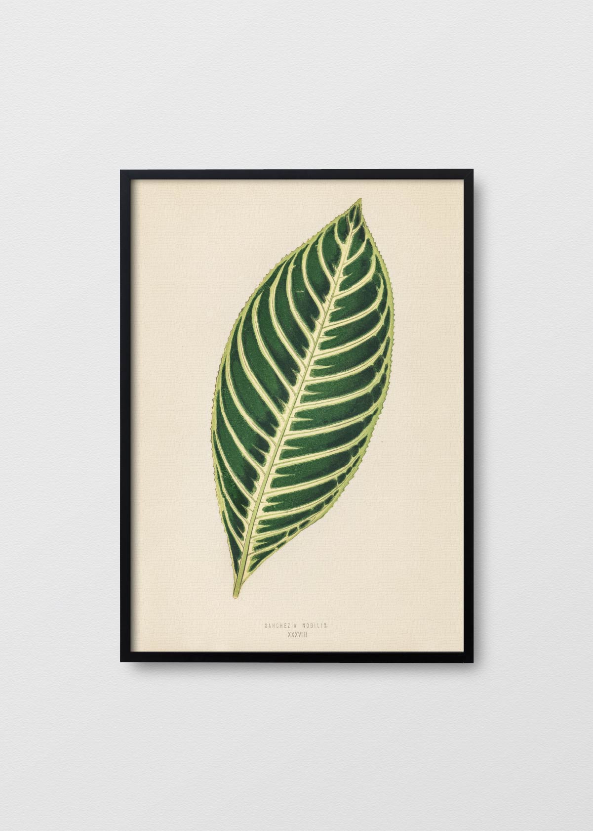 Tiger Plant - Testimoniaprints