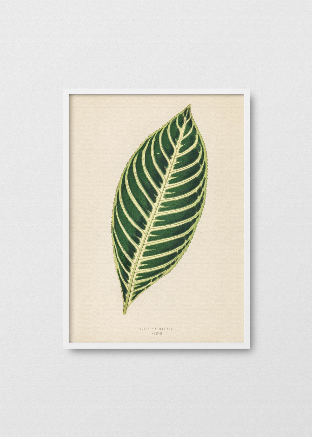 Tiger Plant - Testimoniaprints