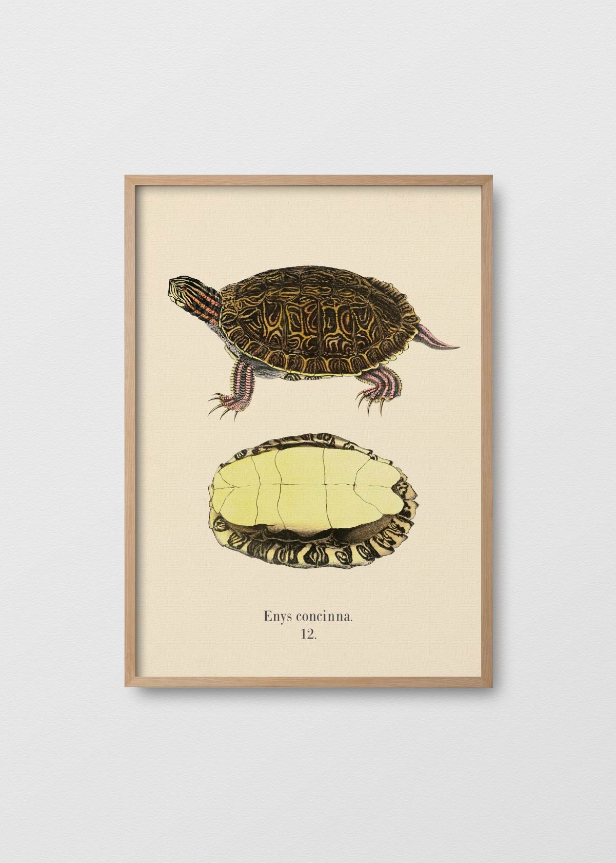 Tortuga Tigre - Testimoniaprints
