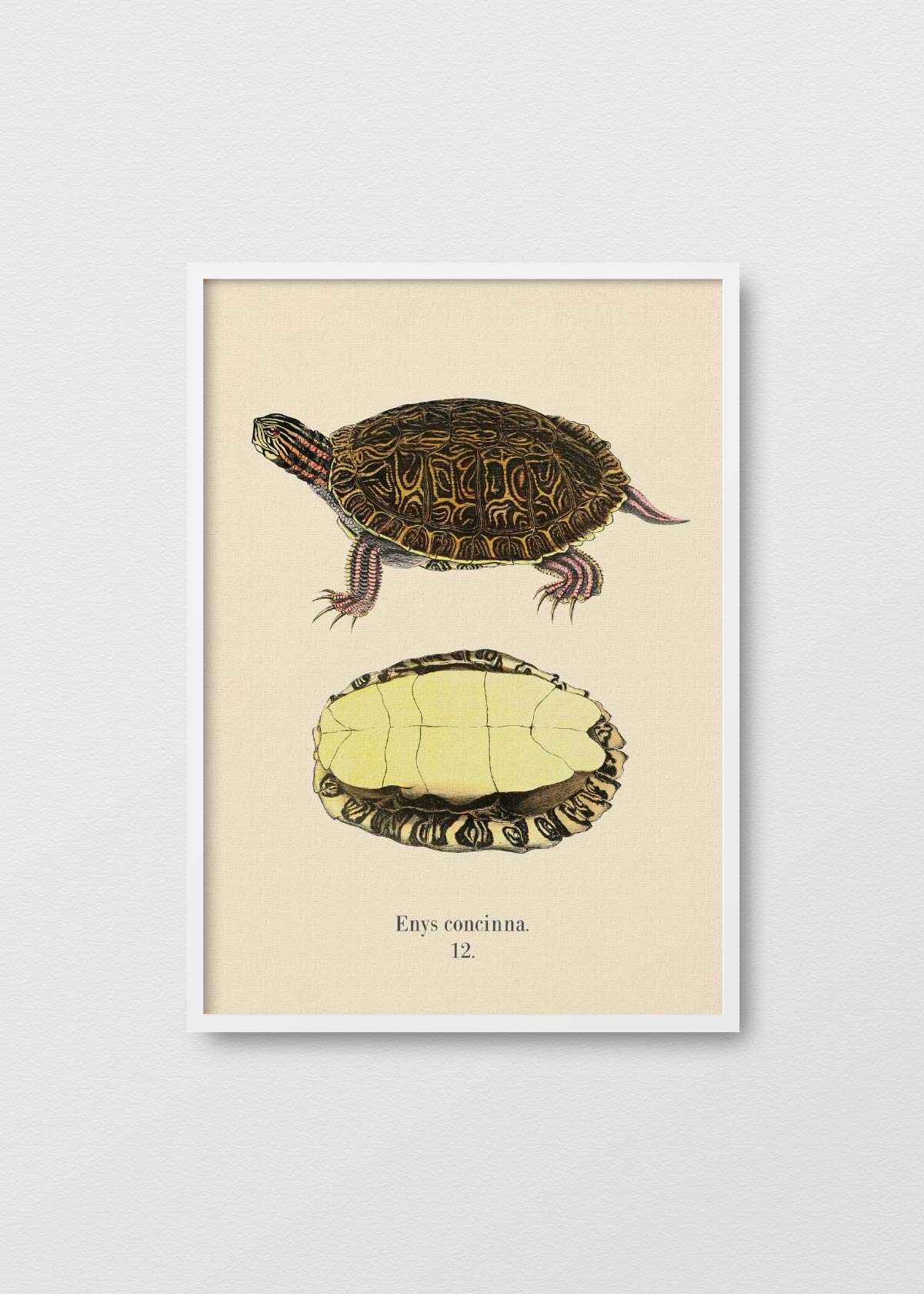 Tortuga Tigre - Testimoniaprints