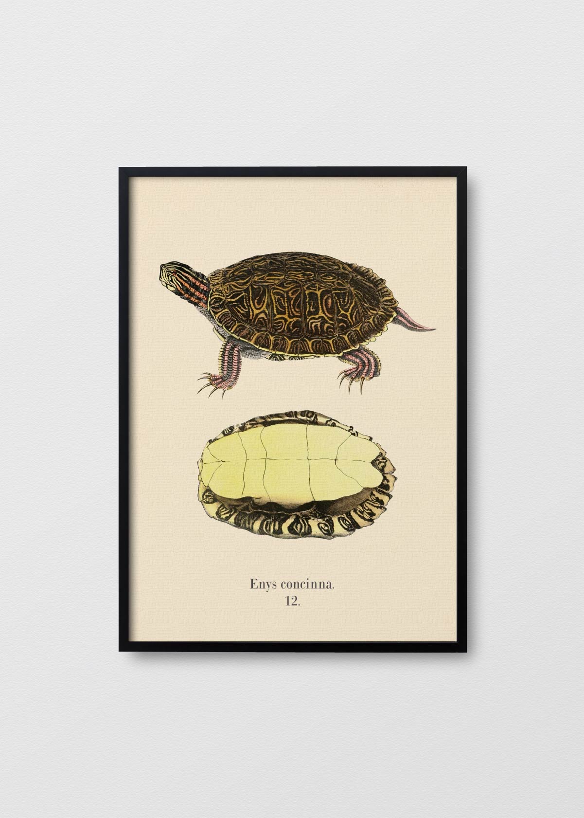 Tortuga Tigre - Testimoniaprints