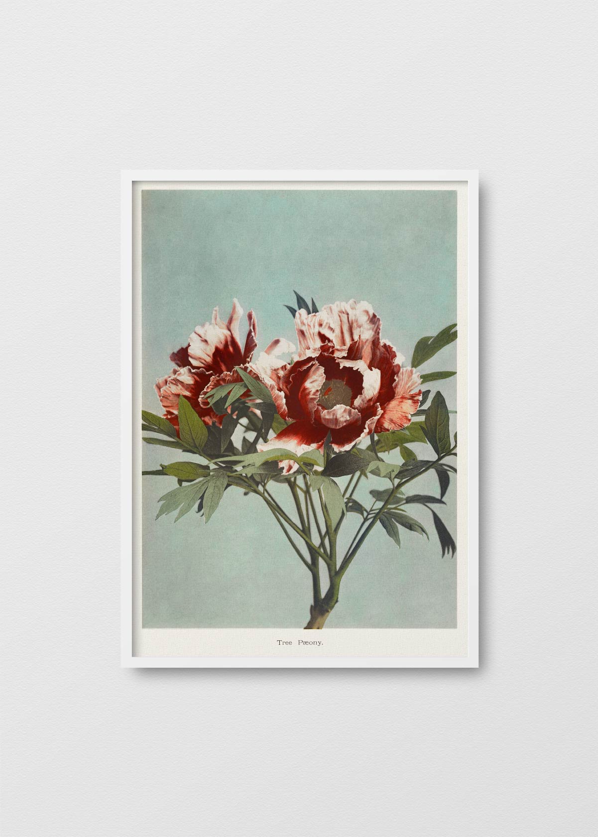 Tree Peony - Testimoniaprints