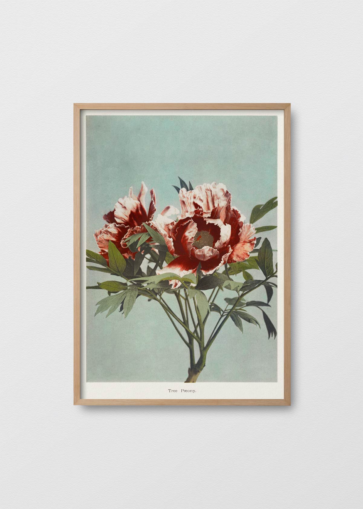 Tree Peony - Testimoniaprints