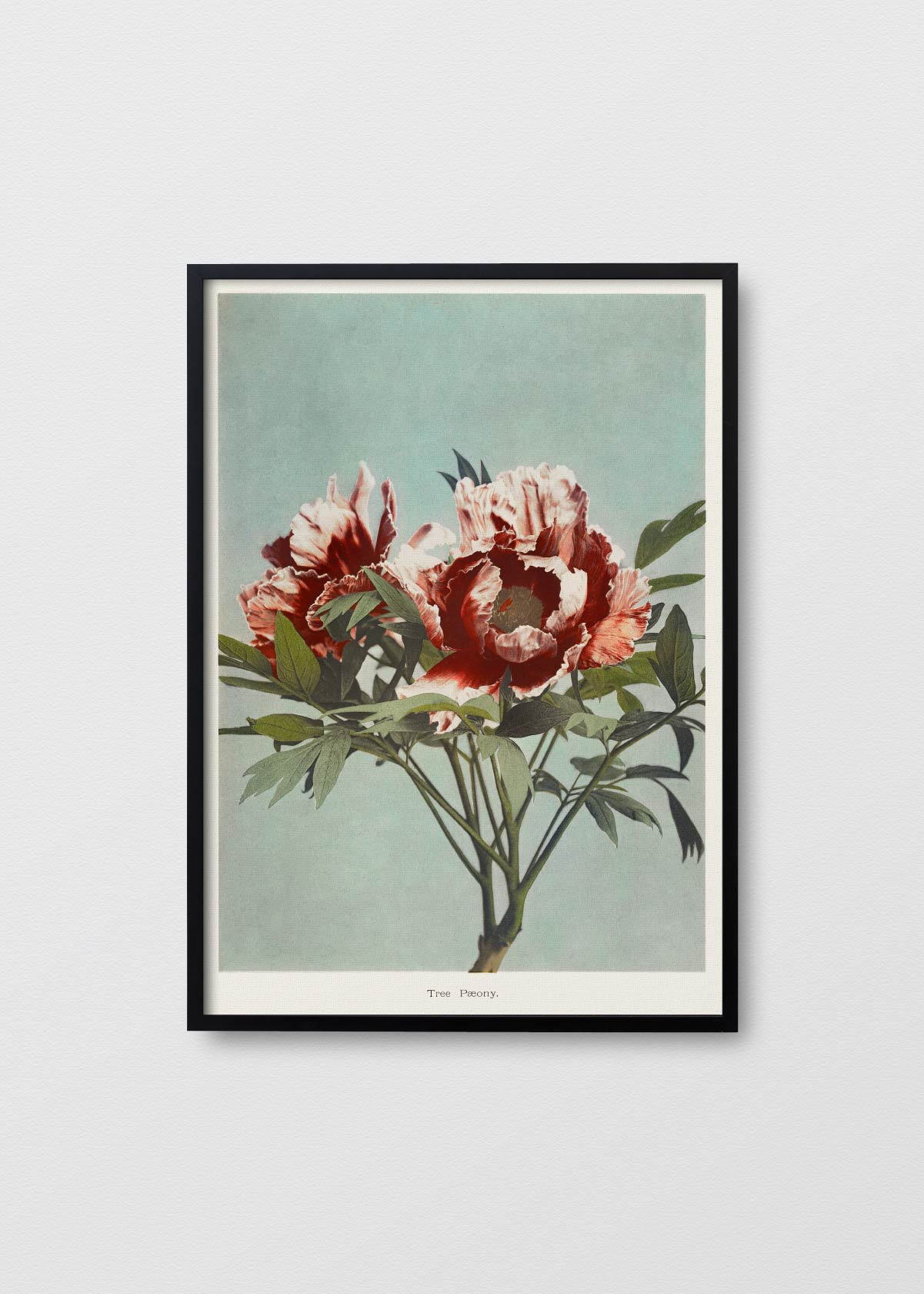 Tree Peony - Testimoniaprints