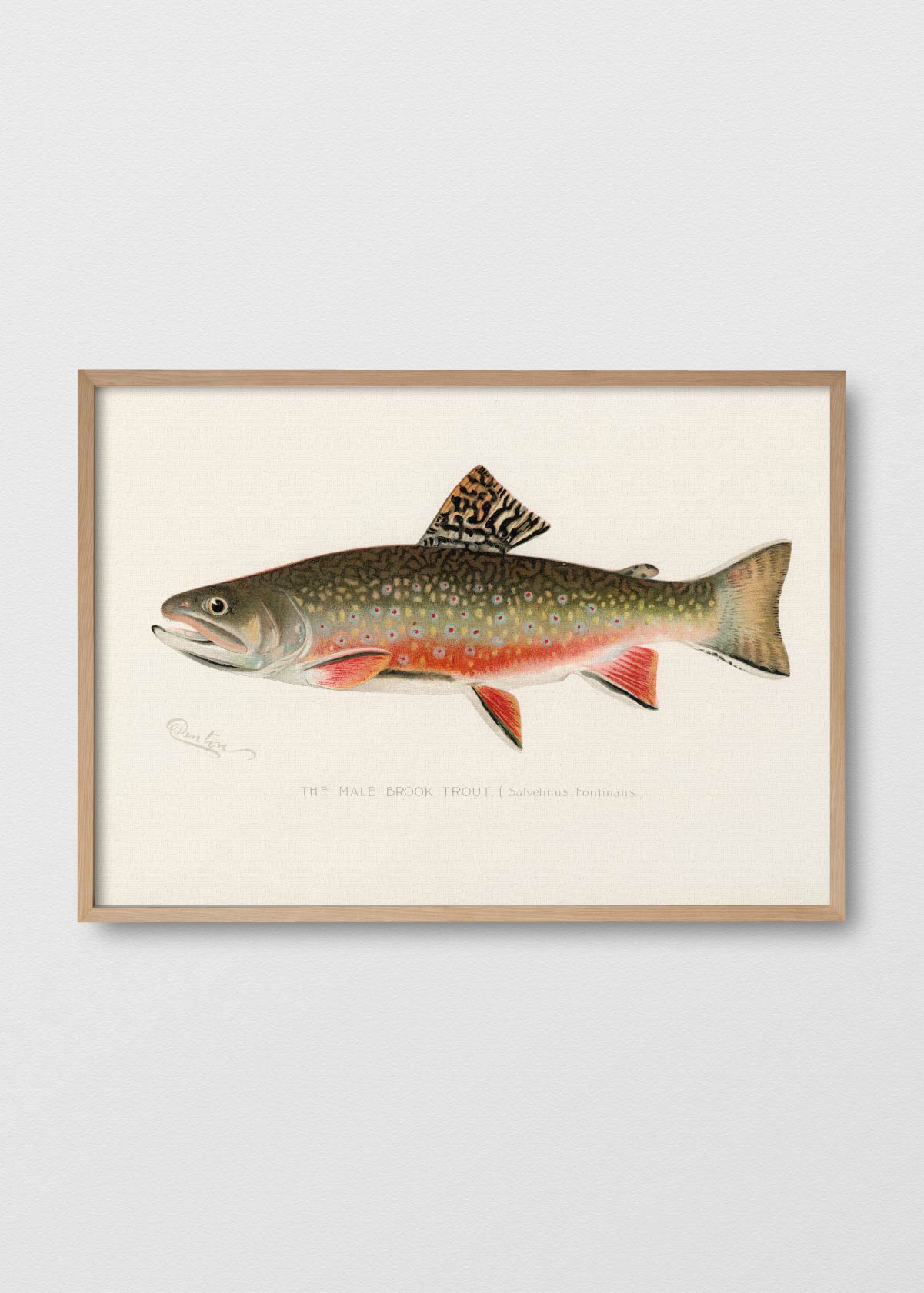 Trucha de Manantial - Testimoniaprints