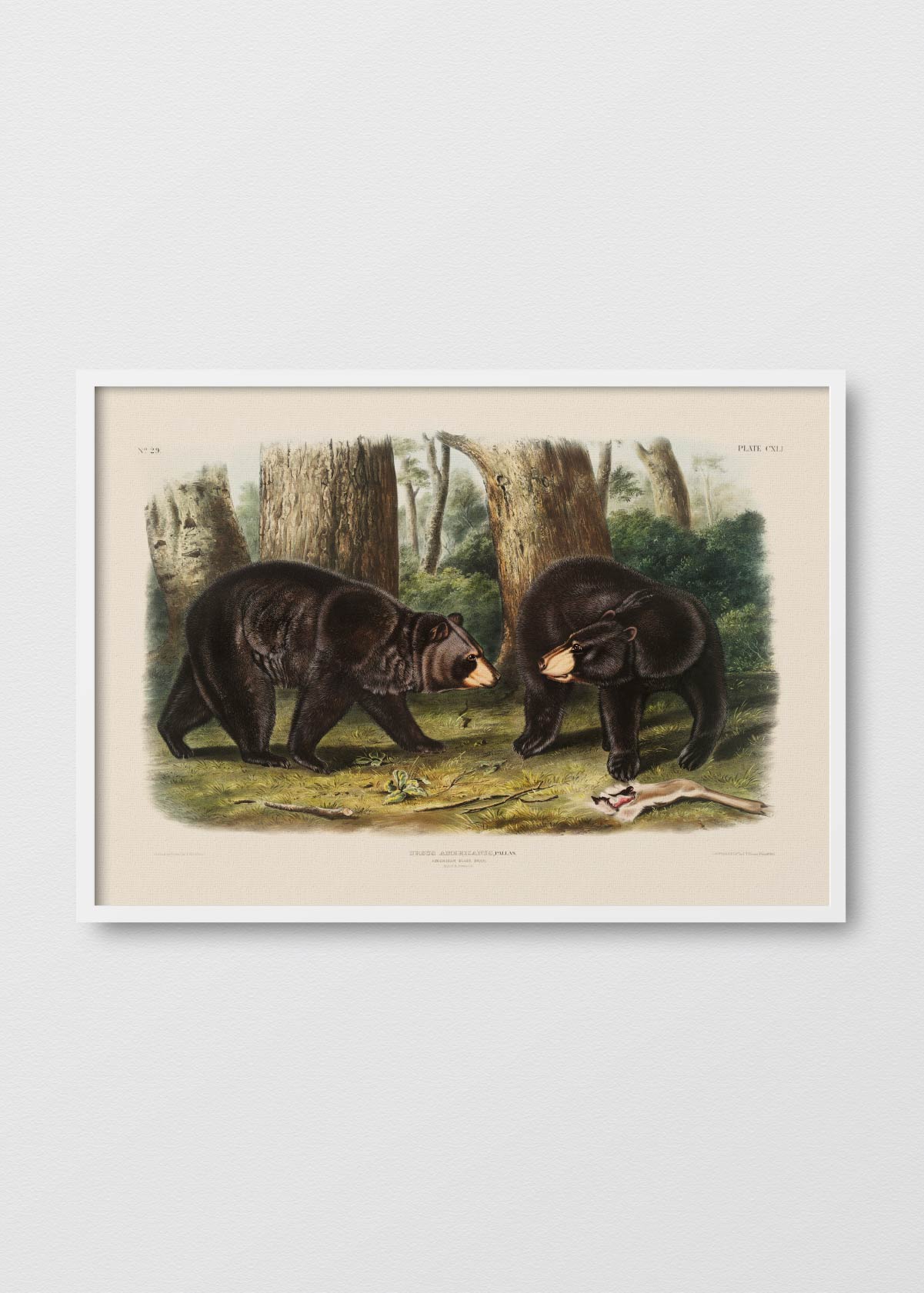 Ursus Black - Testimoniaprints