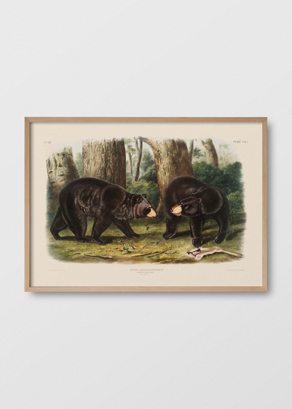 Ursus Black - Testimoniaprints