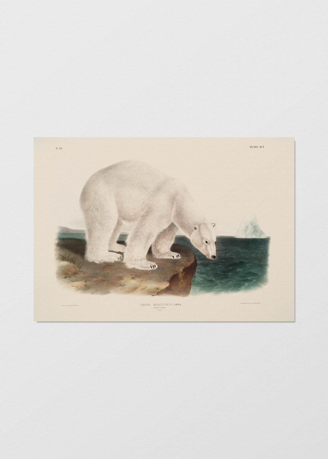 Ursus Polar - Testimoniaprints