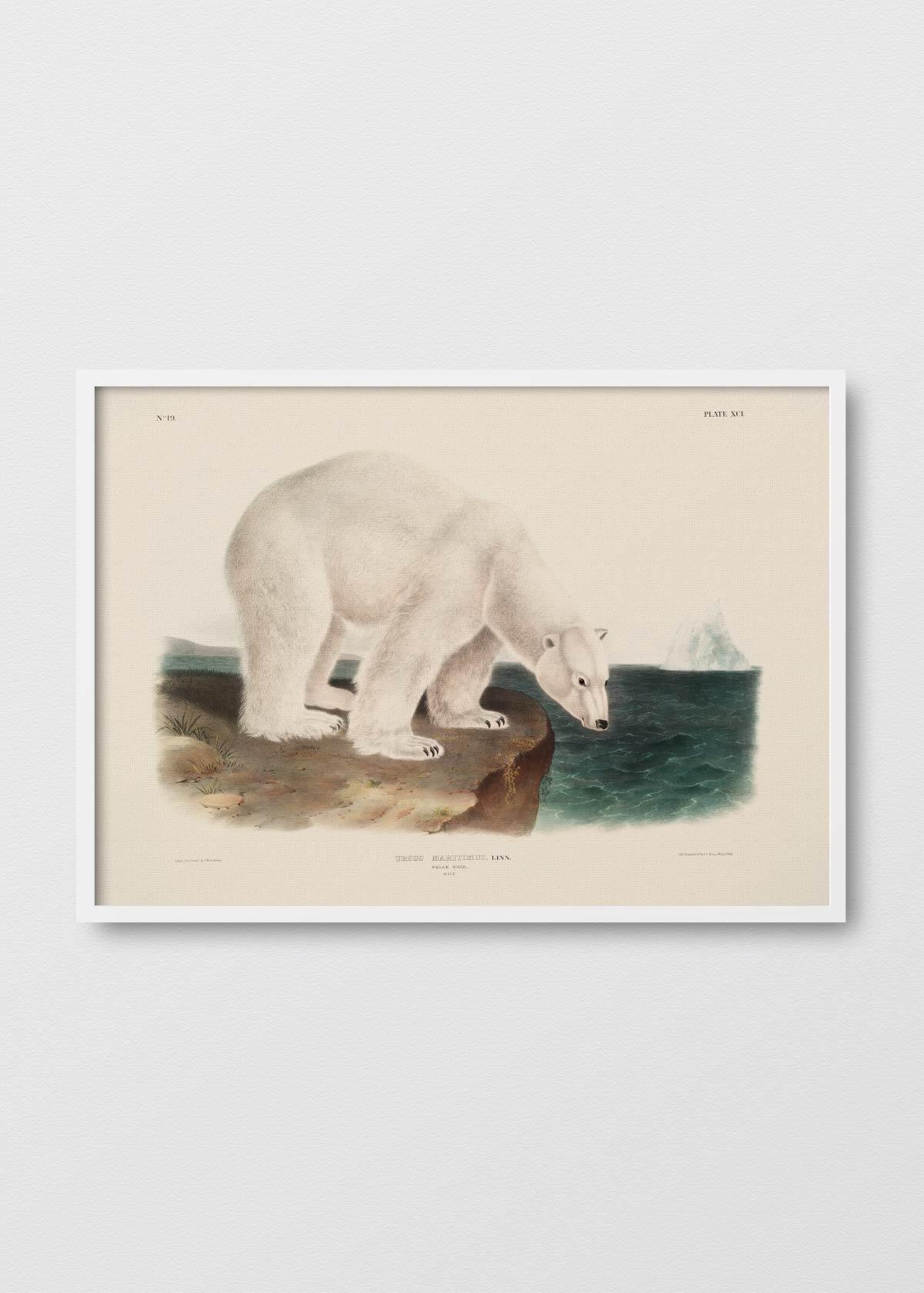 Ursus Polar - Testimoniaprints