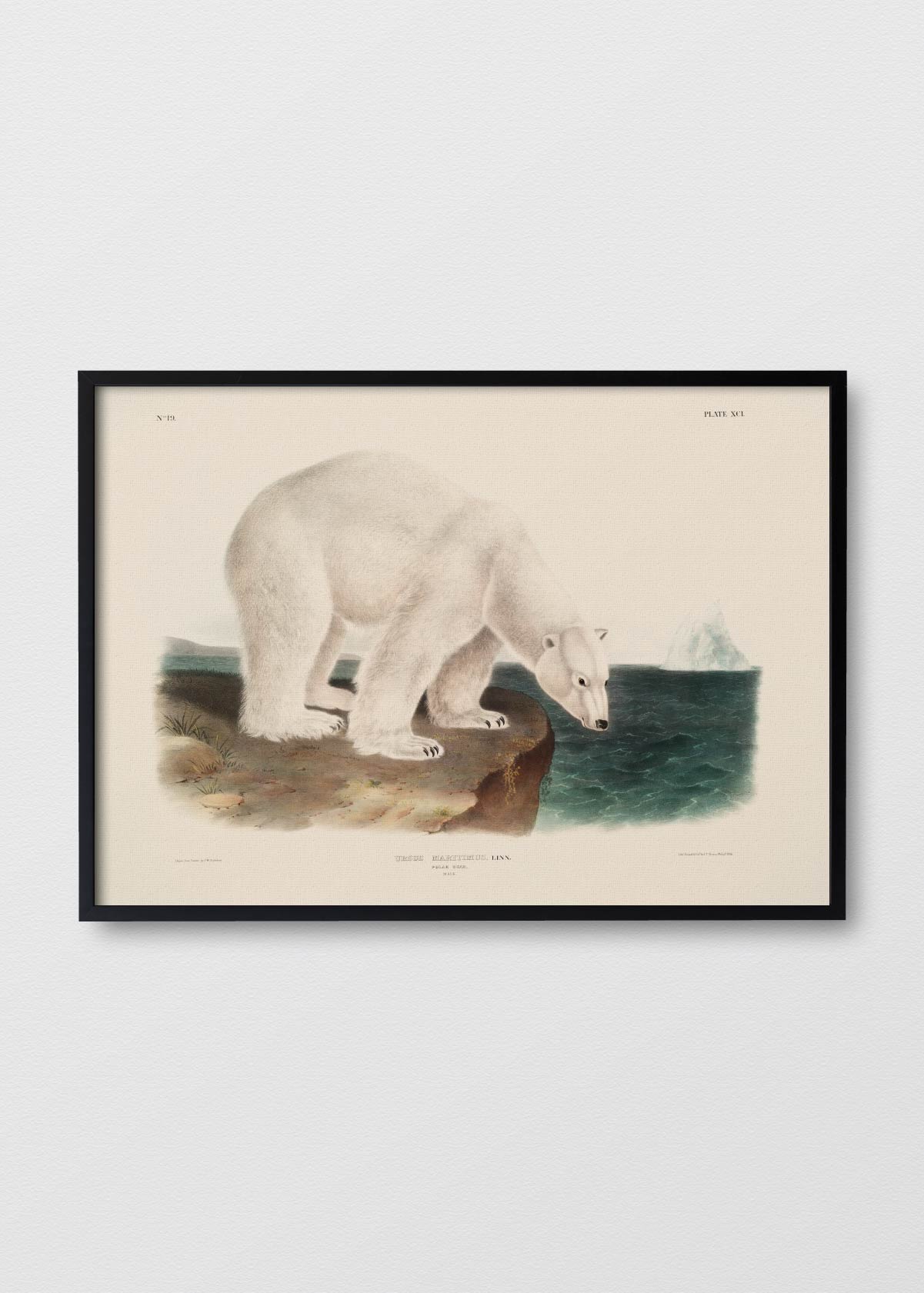 Ursus Polar - Testimoniaprints