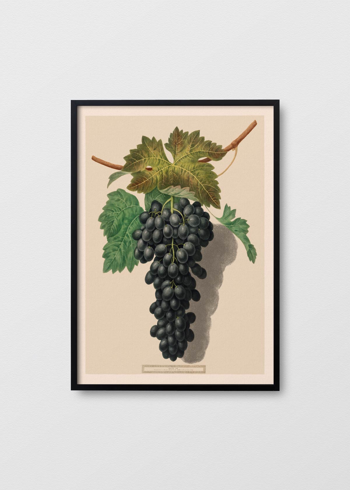 Uvas - Testimoniaprints