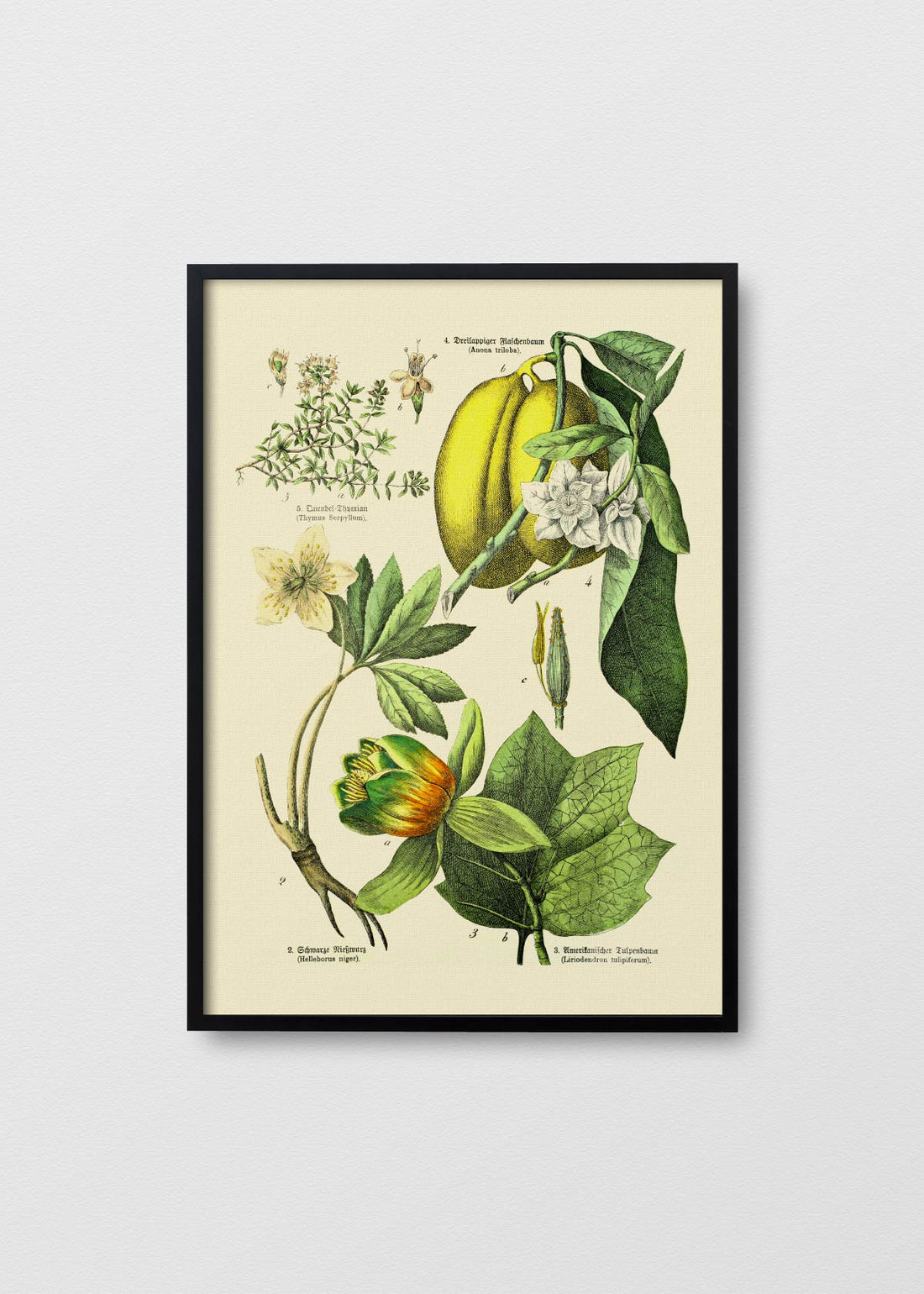 Victorian Botanical - Testimoniaprints