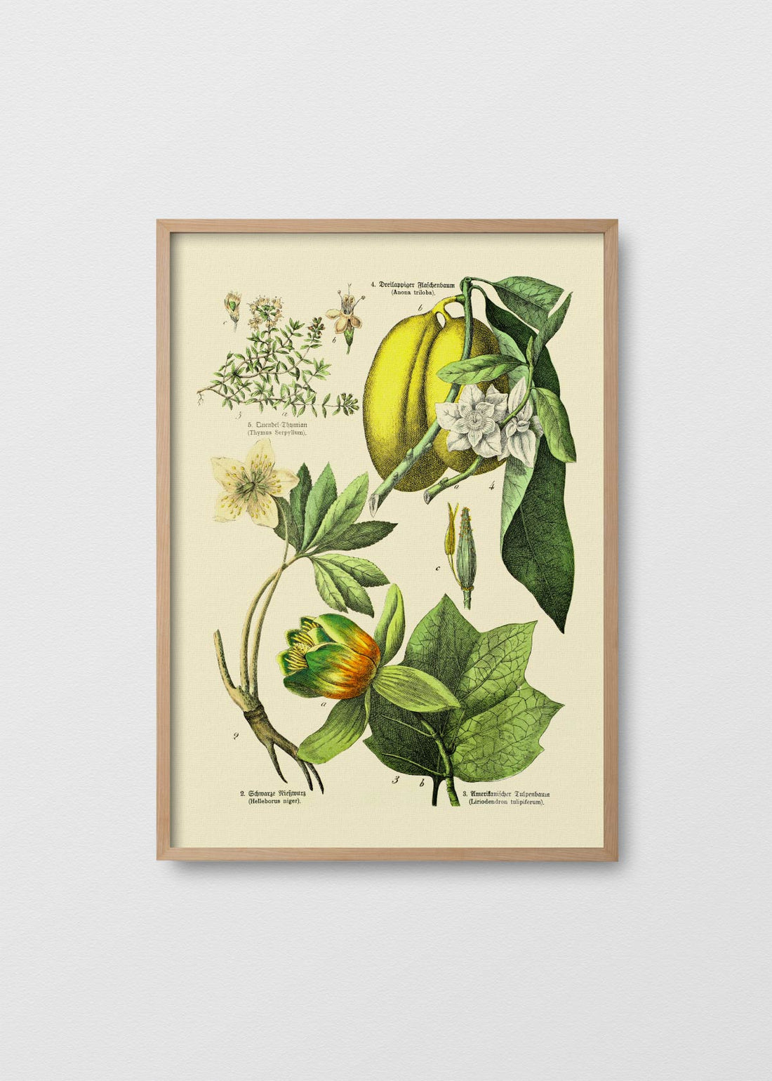 Victorian Botanical - Testimoniaprints