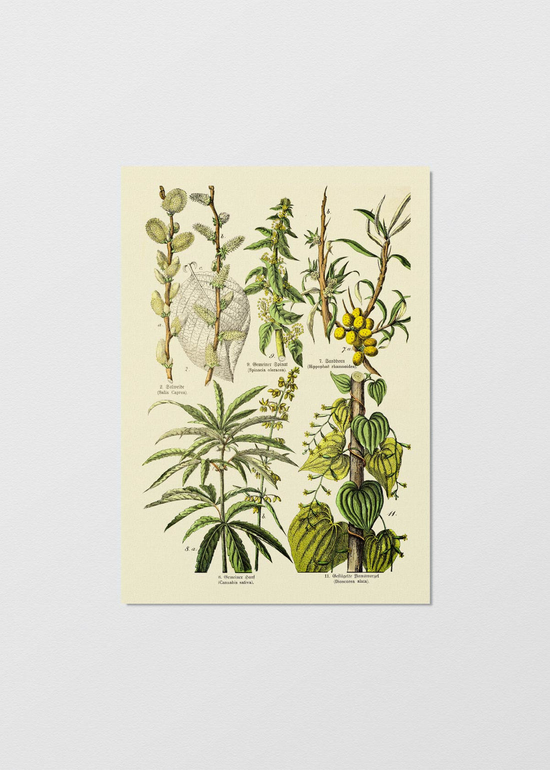 Victorian Botanical III - Testimoniaprints