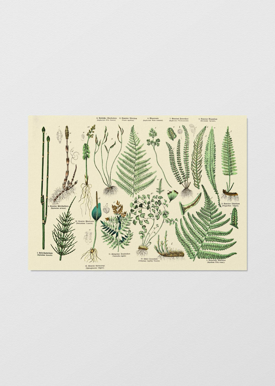 Victorian Botanical IV - Testimoniaprints