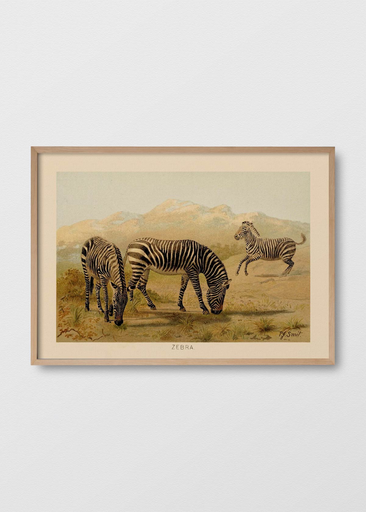 Zebra - Testimoniaprints