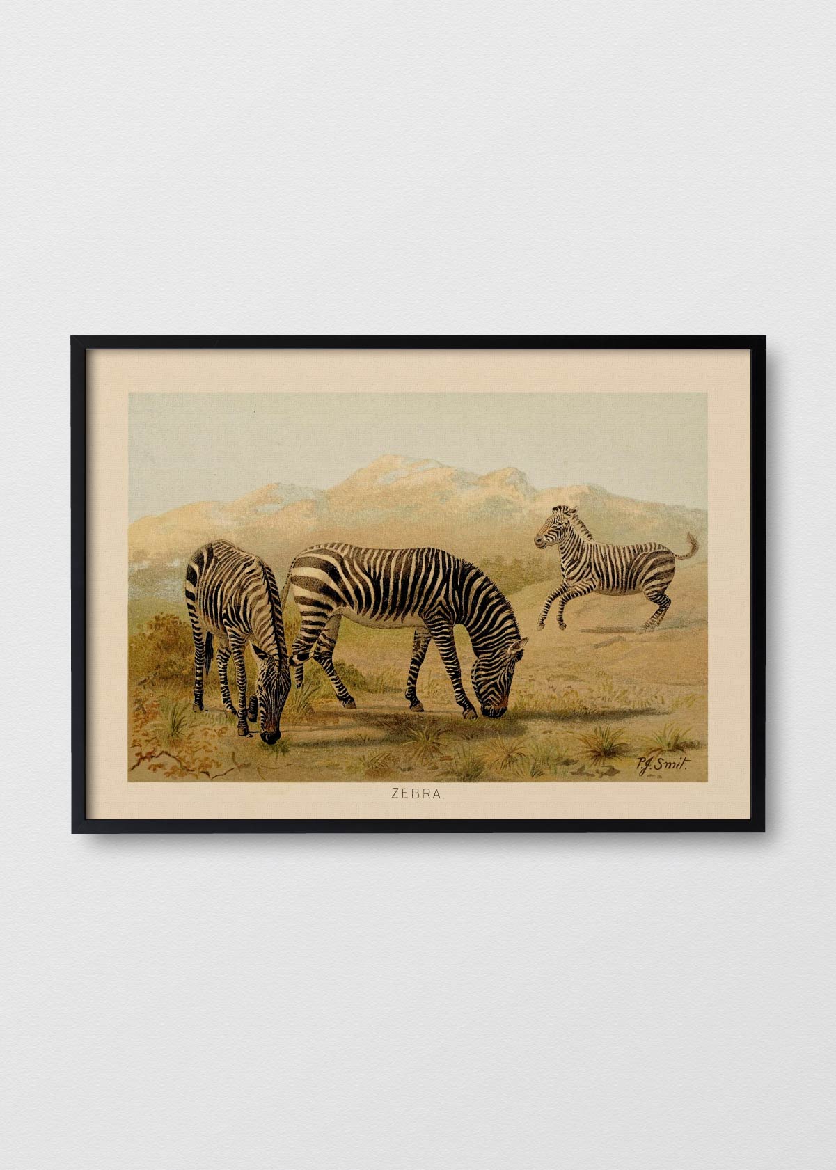 Zebra - Testimoniaprints