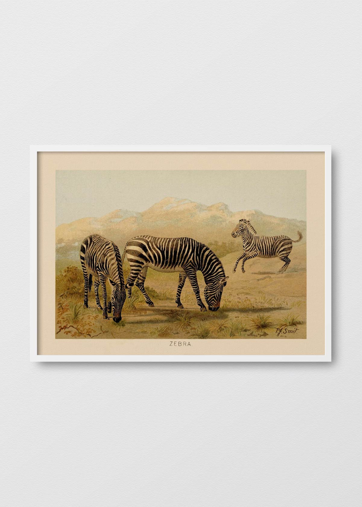 Zebra - Testimoniaprints