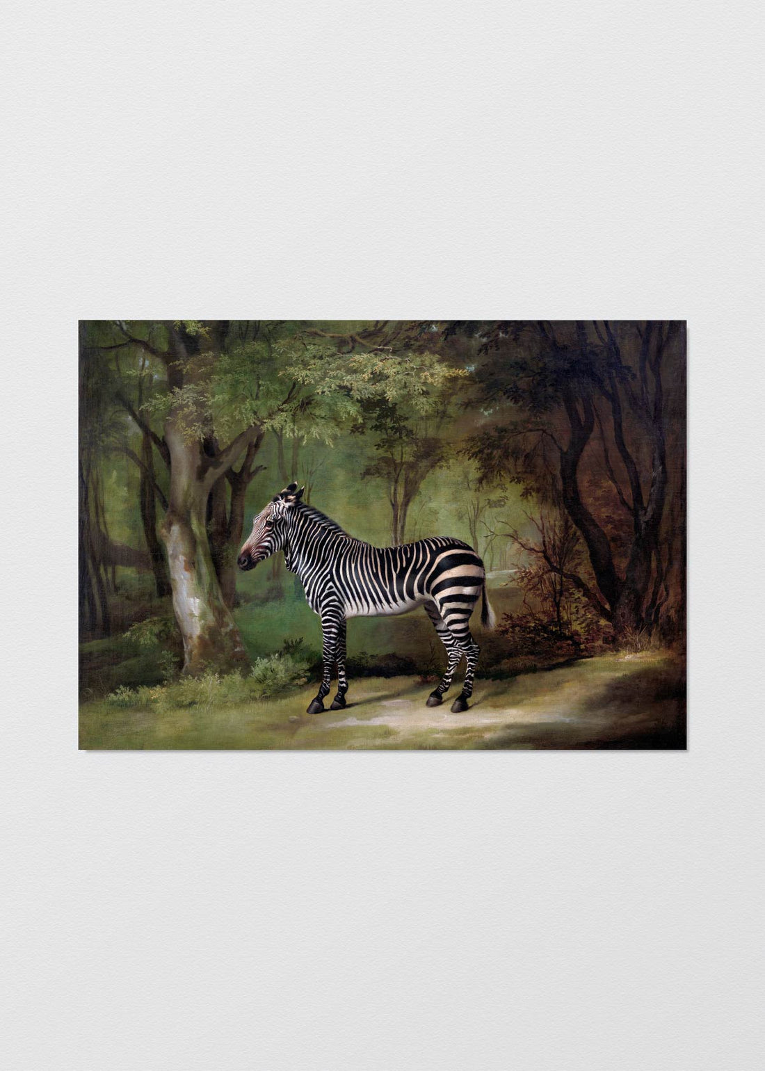 Zebra Foresta - Testimoniaprints